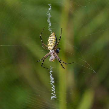 Macro photo of spider hunted his prey