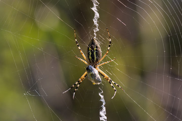 Macro photo of spider hunted his prey