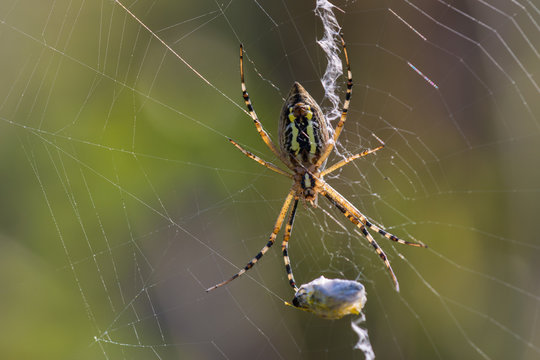 Macro photo of spider hunted his prey