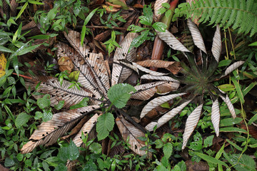Leaves on the ground