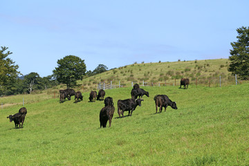 高原牧場の牛の群れ