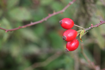 rose hips