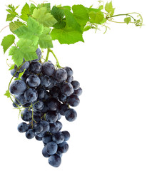 grappe de raisin et feuilles de vigne, fond blanc