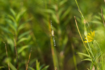 Macro photo of spider in his natural environment in summer morning