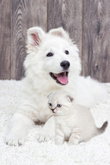 kitten and puppy on a fluffy carpet