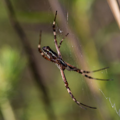 Macro photo of spider in his natural environment in summer morning