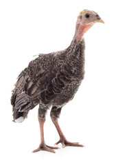 Chicken turkey isolated