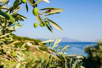 Green olive fruit on seashore