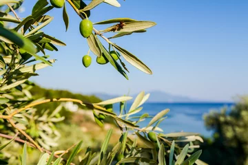 Abwaschbare Fototapete Olivenbaum Green olive fruit on seashore