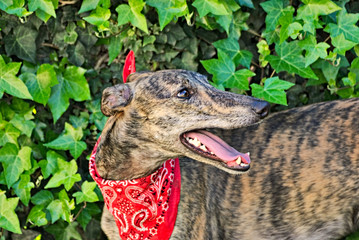 Lovely greyhound outside in the garden
