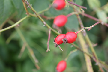 rose hips