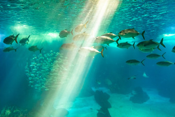Underwater blue background with sunbeams. Group of various species tropical fishes in large sea water aquarium. Lisbon Oceanarium, Portugal. Tourism, holidays and leisure concept.