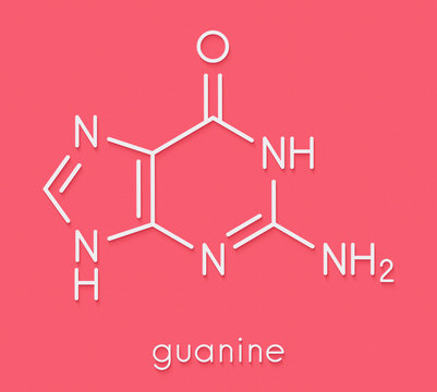 Guanine (G) purine nucleobase molecule. Base present in DNA and RNA. Skeletal formula.