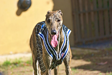 Portrait of a brown greyhound outside in the garden