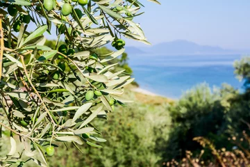 Photo sur Aluminium Olivier Green olive fruit on seashore