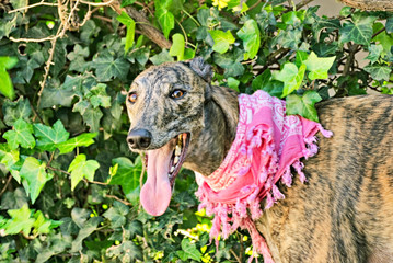 Portrait of a brown greyhound outside in the garden