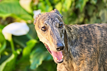 Portrait of a brown greyhound outside in the garden