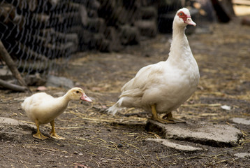 Duck female with duckling in a homeyard