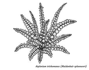 Maidenhair spleenwort fern illustration, drawing, engraving, ink, line art, vector