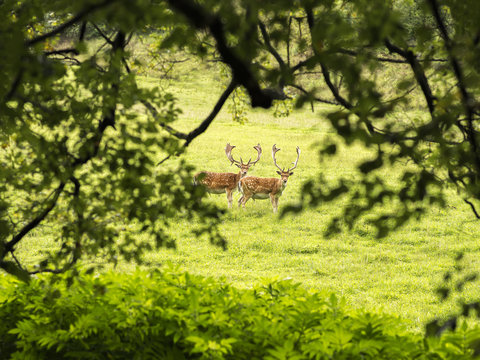 Pair of fallow deers captured on a glade in a shallow depth of field and framed by tree branches