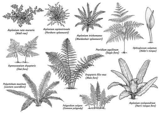 Fern collection illustration, drawing, engraving, ink, line art, vector