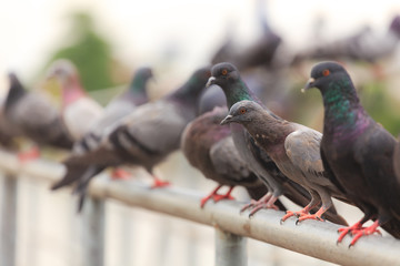 Flock of Black Pigeon in a row