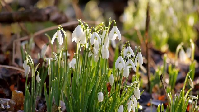 Isolated Snowdrops In Back-light. Scotland, United Kingdom. 