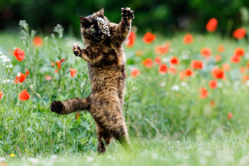 Obraz premium Entzückende Schildpattkatze springt im Spiel vor Mohn
