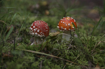 Röd Flugsvamp små som sticker upp ur marken