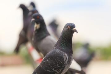Flock of Black Pigeon in a row