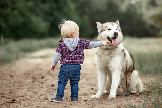 Little boy stands near malamute dog on walk in forest and touches him tongue.