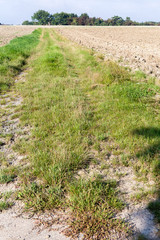 Fototapeta na wymiar rural foot path