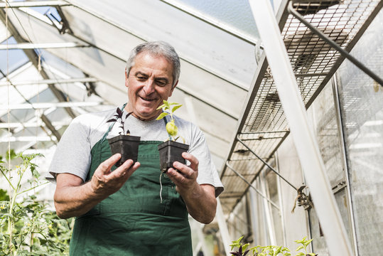Senior man in greenhouse examining plants