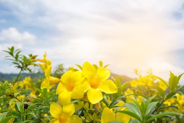 Yellow trumpetbush field with morning sky