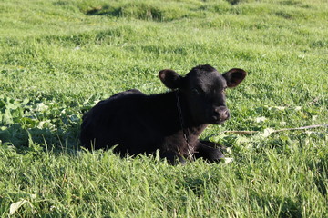 Black calf basking in the sun 30896
