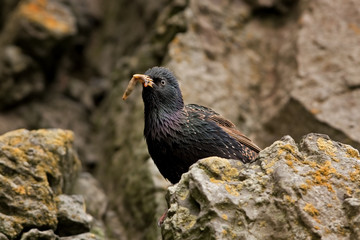common starling, sturnus vulgaris, Faroe island