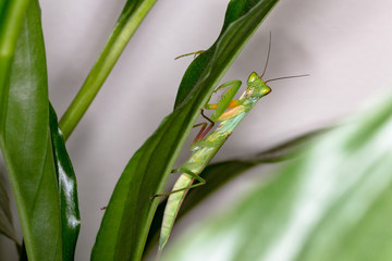 Leaf Cover