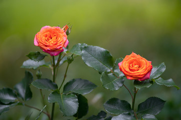 Young orange pink rose and juicy green leaves, growing in the garden.