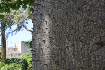 Silk floss tree