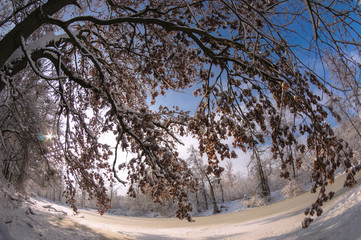 Winter park. Tree covered with snow next to the frozen pond.