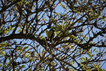 Coal Tit in a tree