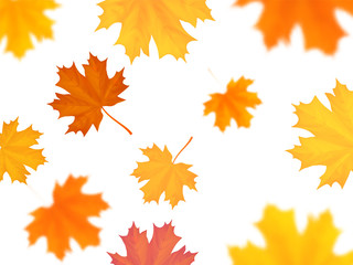 Naklejka na ściany i meble Flying maple leaves on white background with blurred effect.
