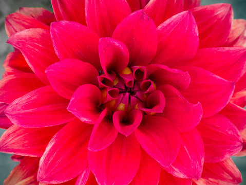 Beautiful red dahlia flower, close up