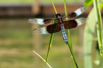 Macro Dragonfly