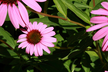 Pink Coneflower