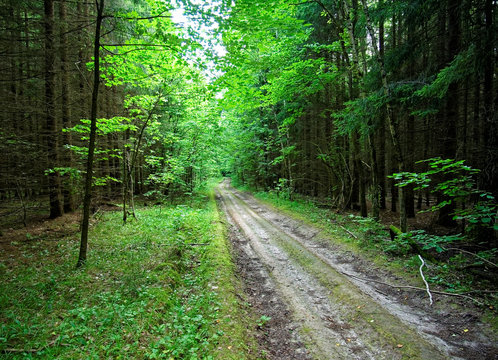 dirt road through forest in summer day