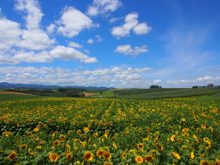 美瑛のひまわり
