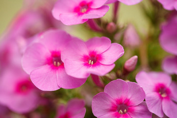 Fototapeta na wymiar Pink phlox flowers growing in the garden. Close-up. Background.