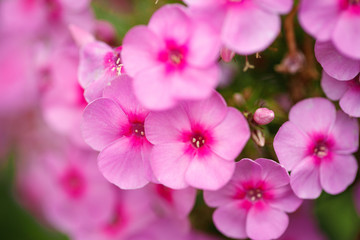 Fototapeta na wymiar Pink phlox flowers growing in the garden. Close-up. Background.