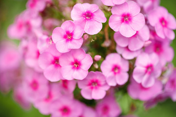 Naklejka na ściany i meble Pink phlox flowers growing in the garden. Close-up. Background.
